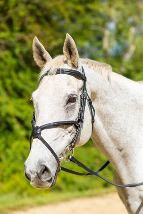 Shires Avignon Woodside Bridle ear cleaner dog,dog eye drops,pet ear wipes