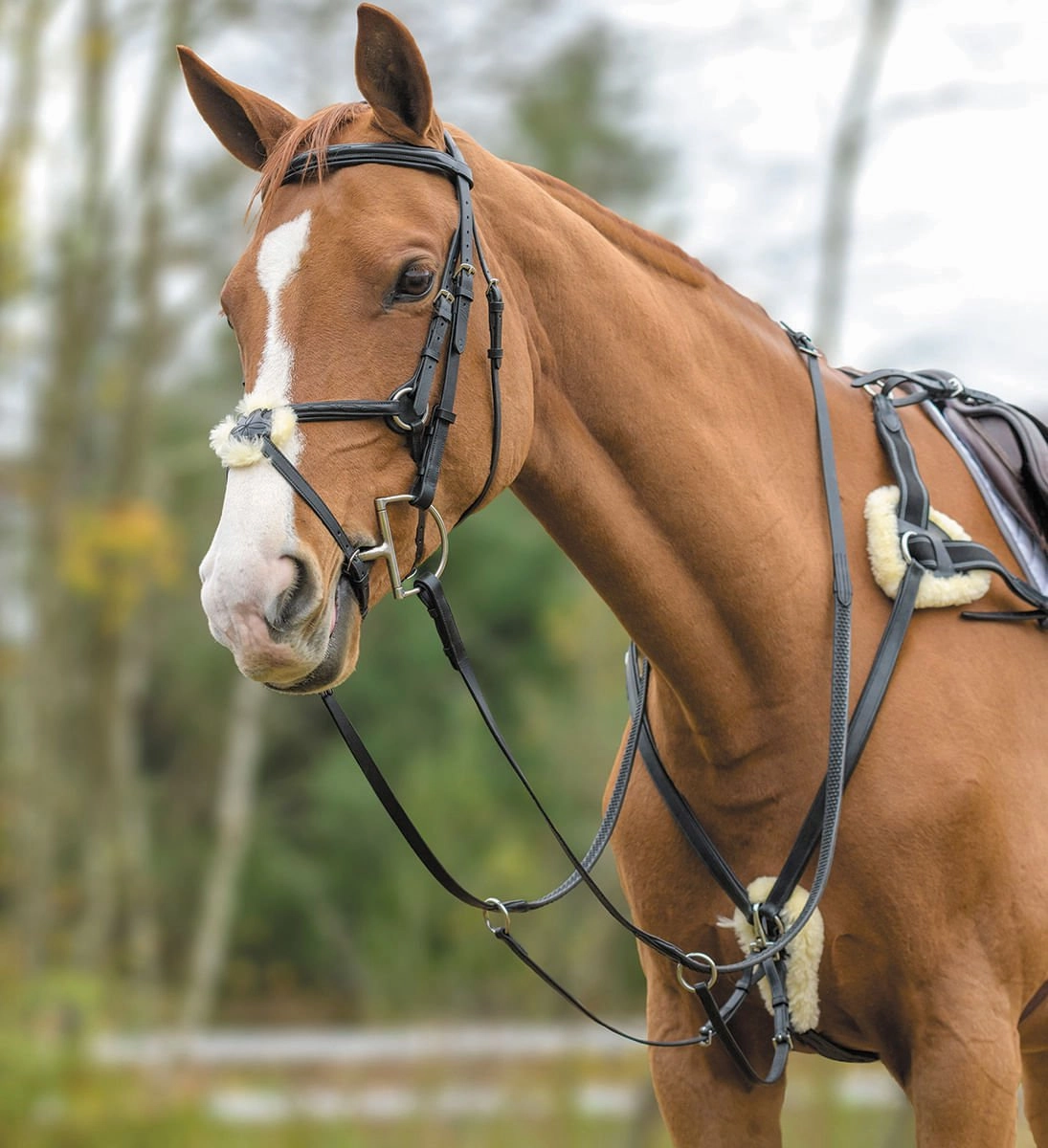 Shires Five Point Breastplate ear cleaner dog,dog eye drops,pet ear wipes