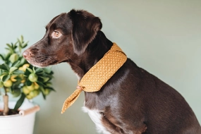 Tori Bandana for Dogs and Cats performance harness,agility dog vest,athletic dog gear