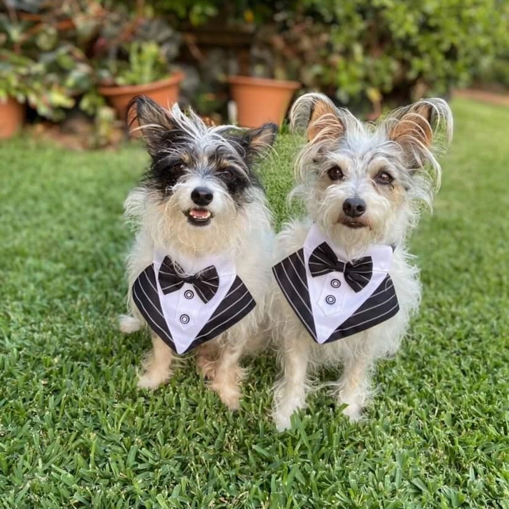 Tuxedo Dog Bandana - Pinstripe